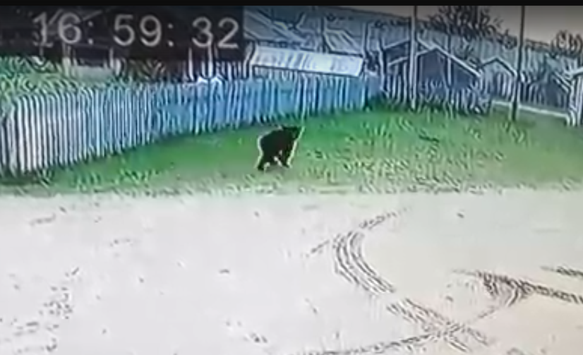 «Вообще ничего не боятся»: в коми посёлке медведи гуляют среди домов (видео)