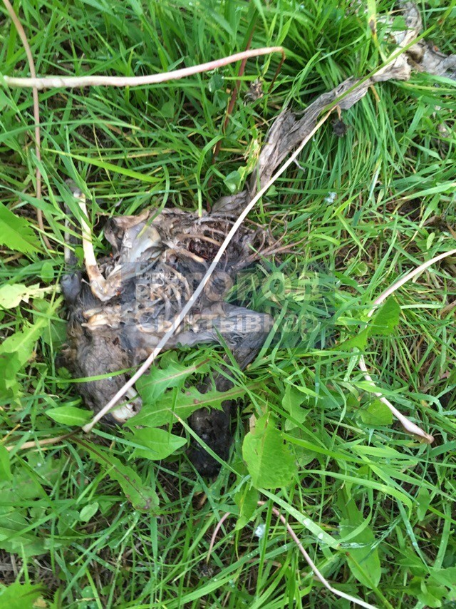 Необычная игрушка: в Сыктывкаре на детской площадке лежит труп крысы (фото)