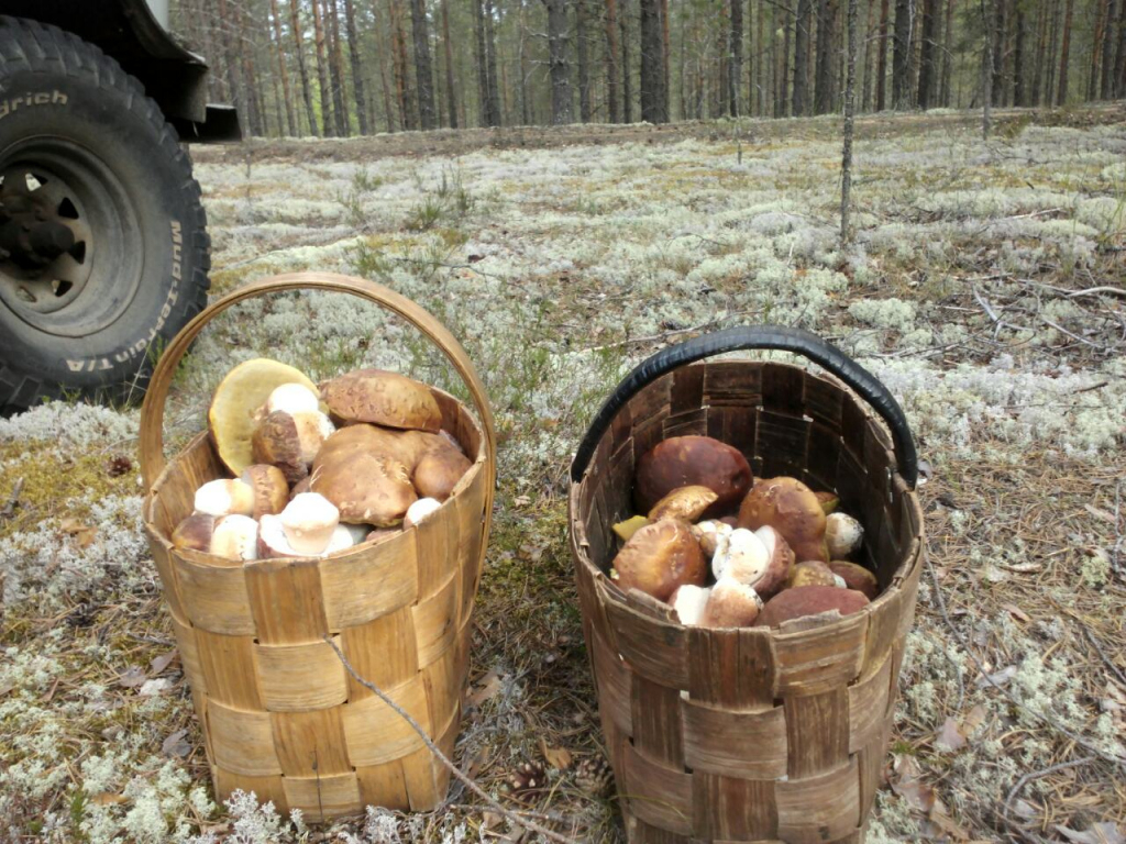 В России собираются взять под контроль сбор грибов и ягод