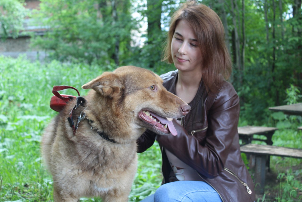 Бездомных собак наделят правами и выпустят на улицы Сыктывкара: мнения специалистов и горожан