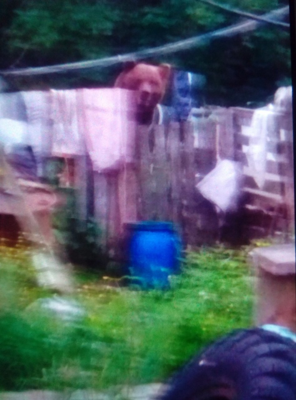 В Коми медведица вышла прямо во двор к людям (фото)