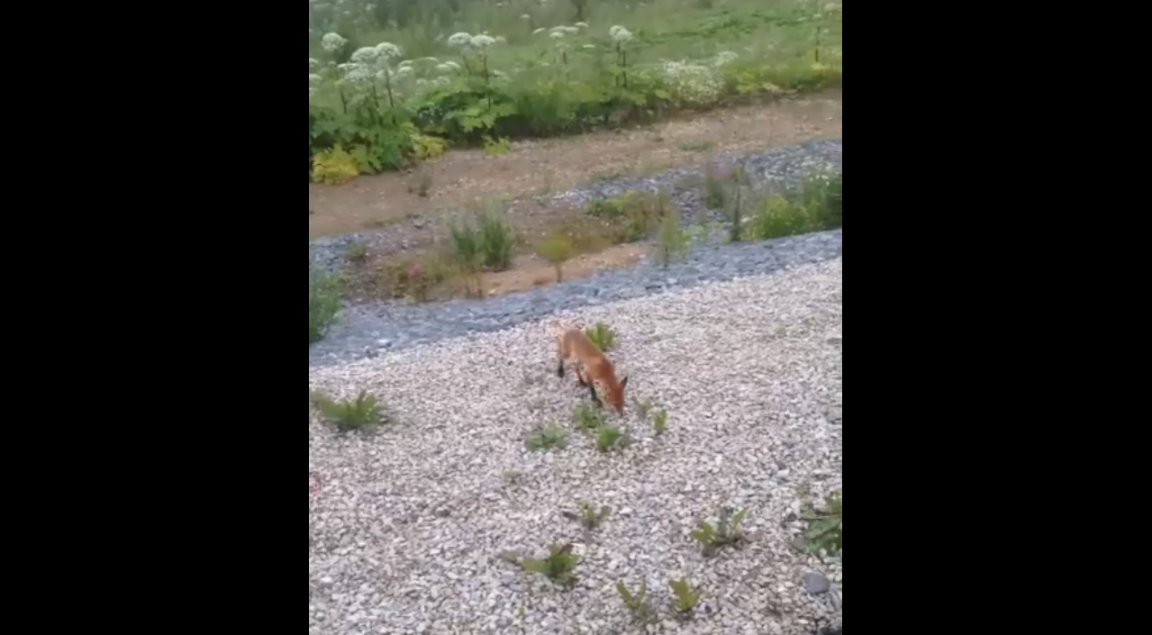 За одним из сыктывкарских ТРЦ гулял лесной зверь (видео)