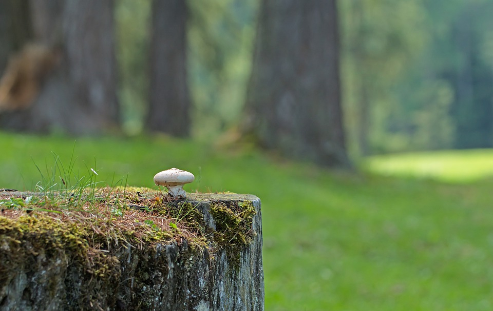 Как собирать грибы так, чтобы потом не пришлось собирать на лечение: 5 советов для сыктывкарцев