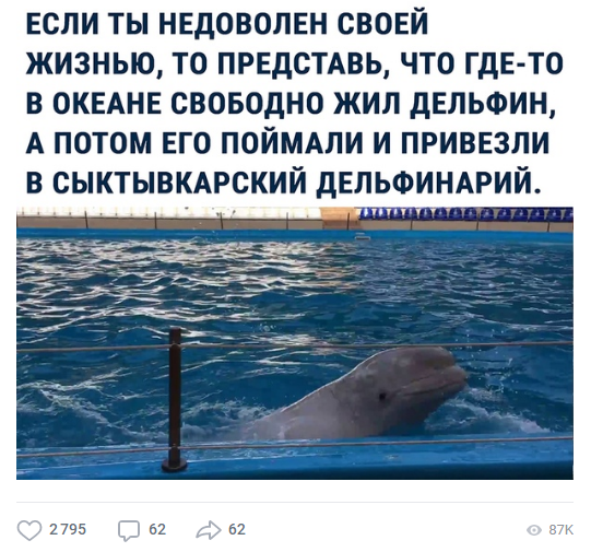 Многомиллионный паблик высмеял Сыктывкар мемом про грустного дельфина