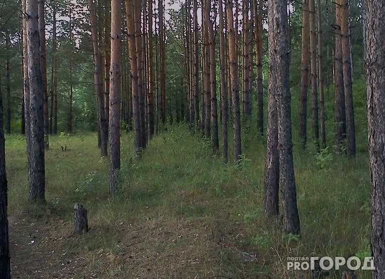 Сыктывкарский эксперт о том, как выжить в лесу, если заблудился: «Залезайте на дерево и кричите»