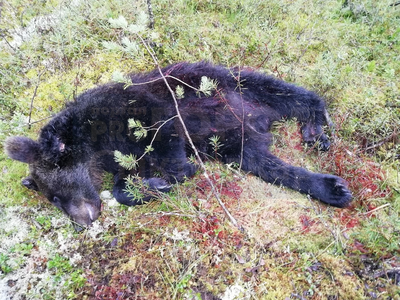 В Коми убили медведя, который держал в страхе целый поселок (фото)