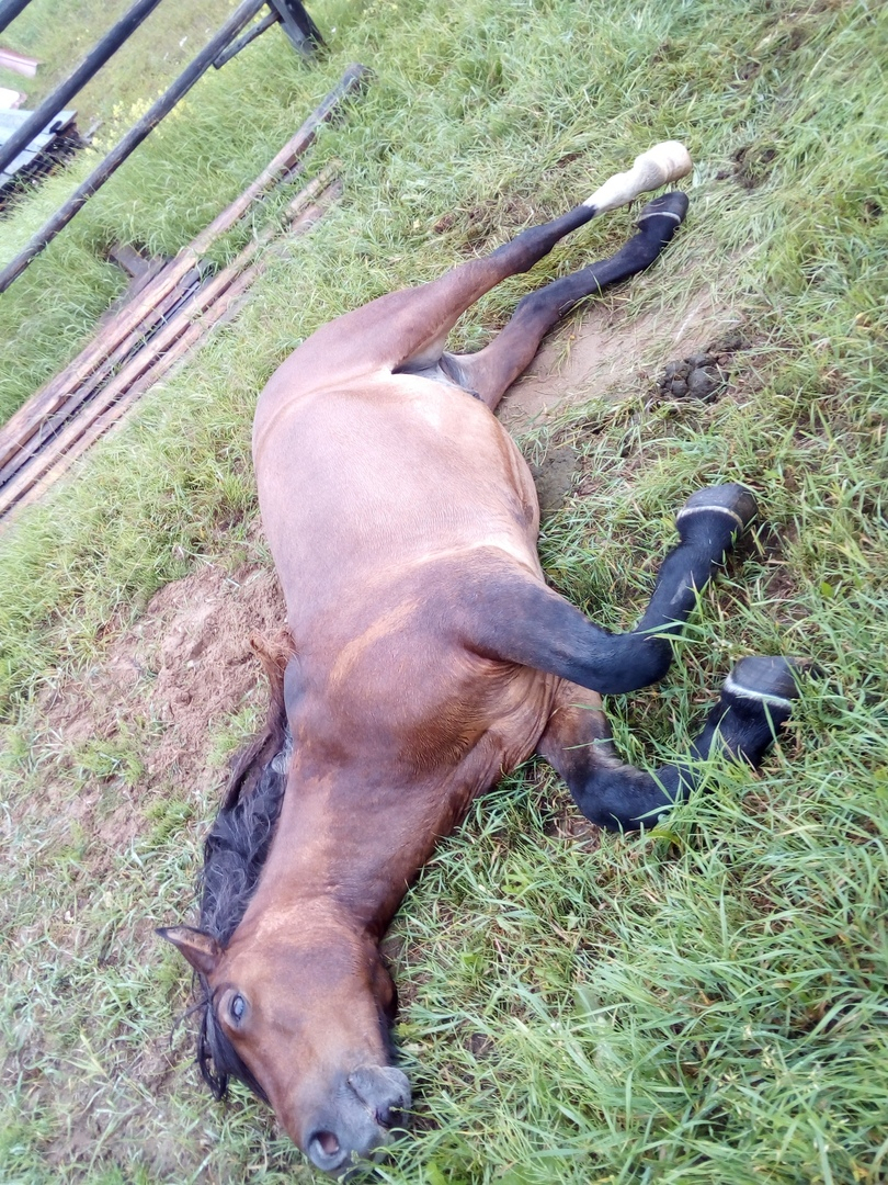 «Изверги!»: в Коми неизвестные сбили лошадь и бросили ее с переломанной ногой (фото)