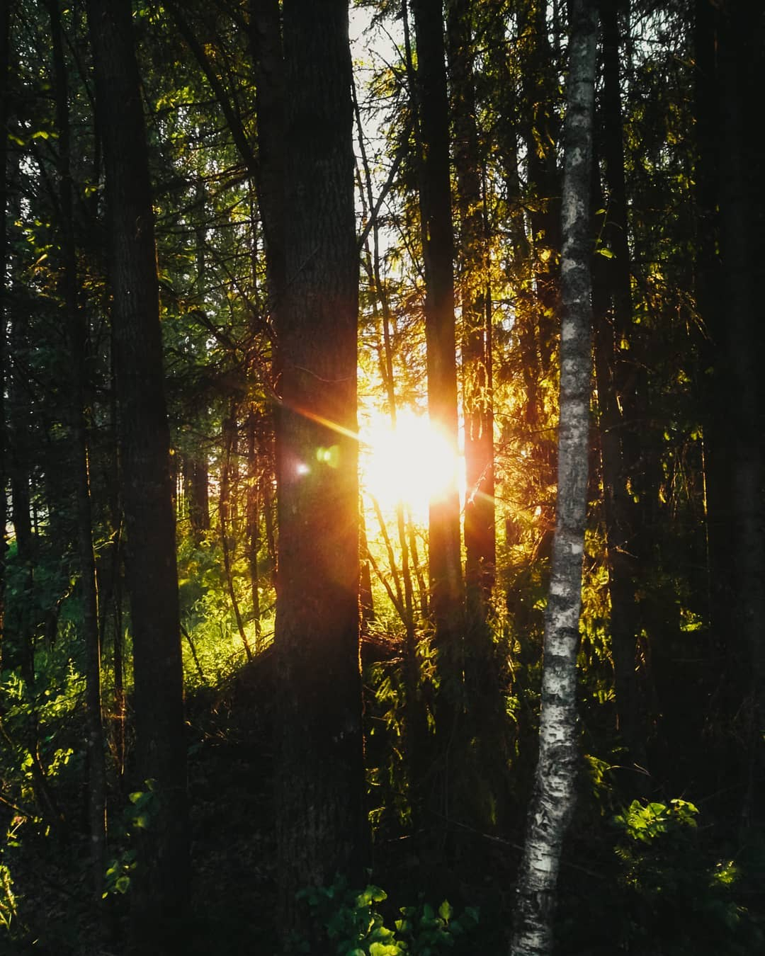 Фото дня в Сыктывкаре: редкие лучи летнего солнца пробиваются сквозь лесные заросли
