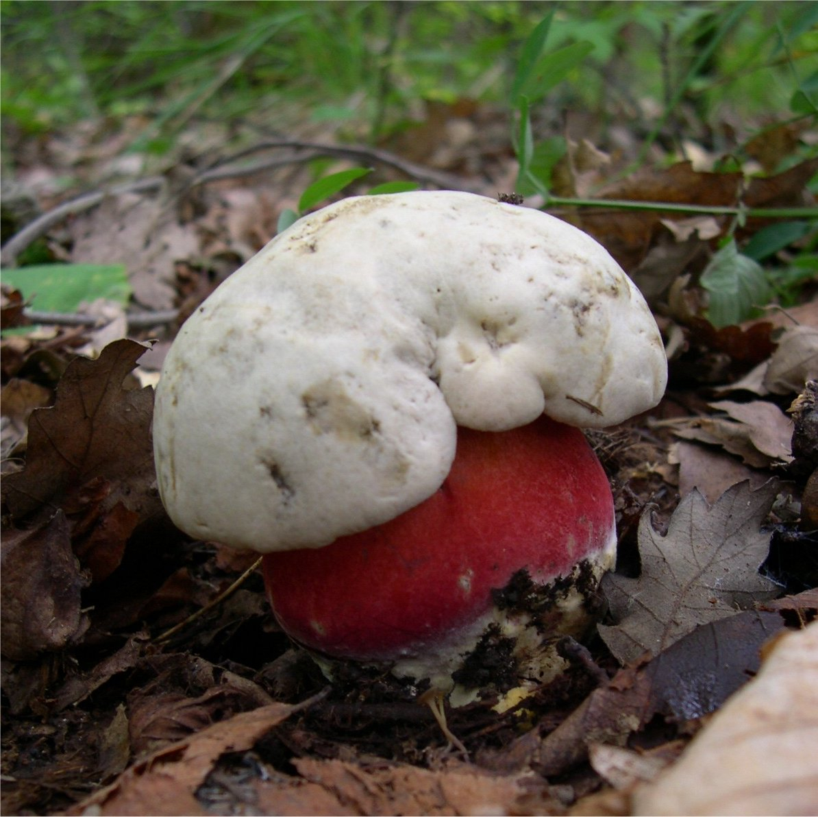 Тест портала PG11.ru для сыктывкарцев: угадайте, какие грибы можно есть