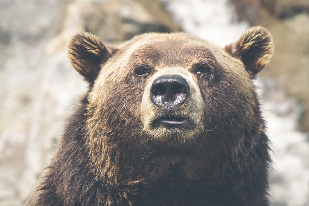 Как вести себя жителям Коми, если они встретили медведя: инструкция от лесничего