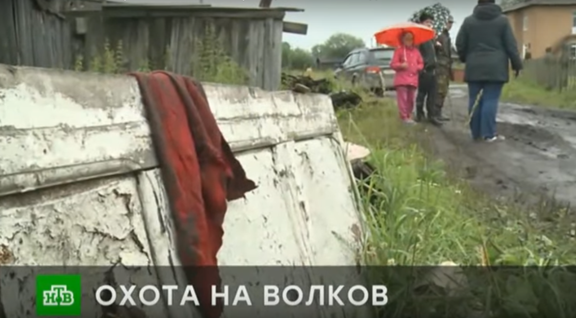 О девочке, которую загрыз зверь в Коми, рассказал федеральный телеканал (видео)
