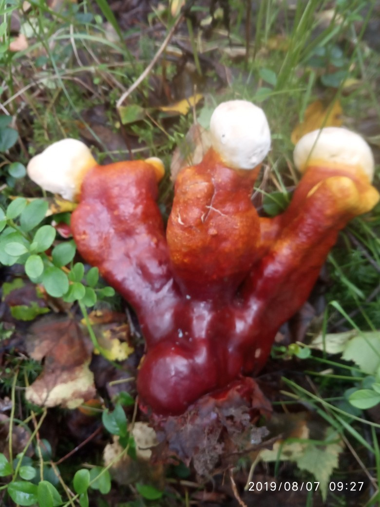 Жители Коми нашли странные грибы в виде человеческих фигур (фото)