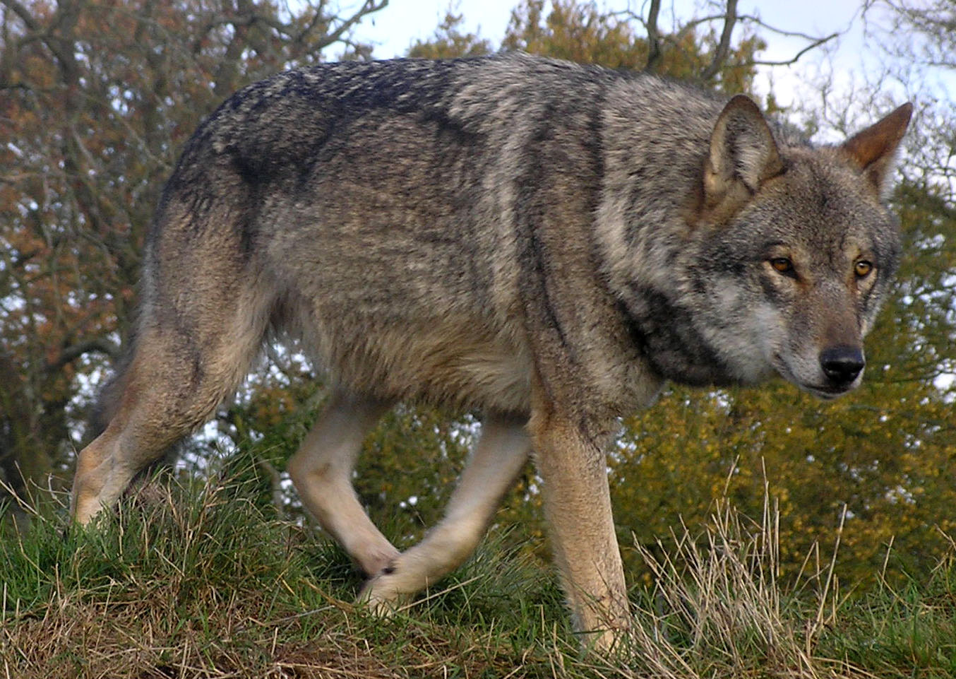 Волк, которого ранили в Коми, переплыл реку и ушел в соседний поселок