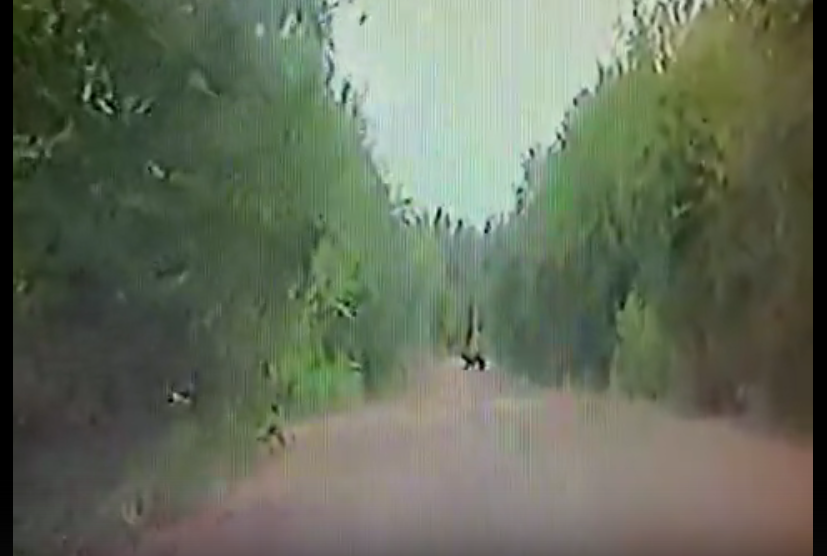В Коми медведь перебежал дорогу прямо перед автомобилем (видео)