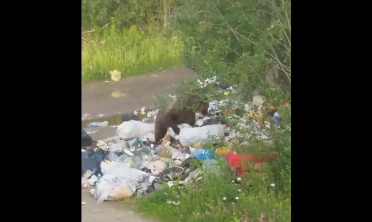 В Коми огромный медведь копался в мусорке в десяти метрах от людей (видео)