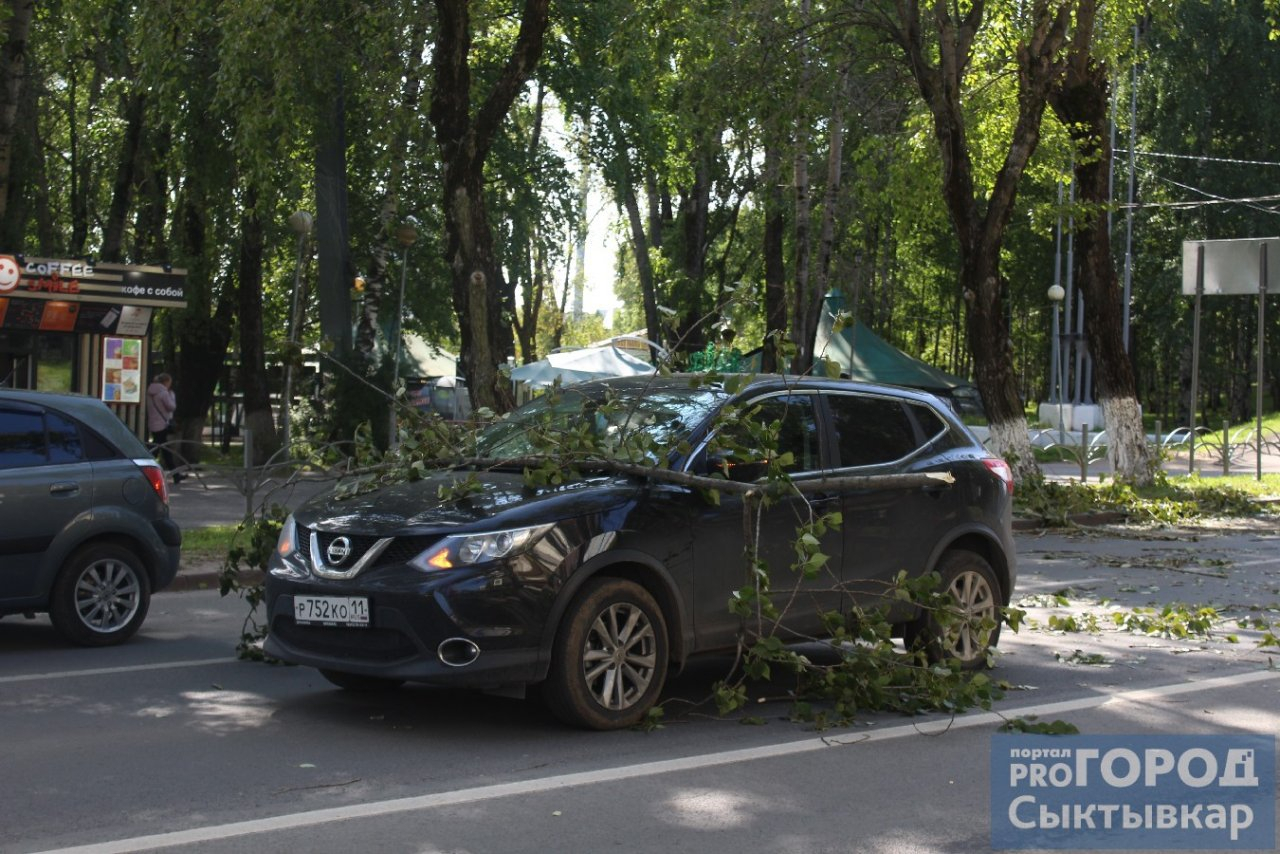 В центре Сыктывкара тополь рухнул на автомобиль во время движения (фото)
