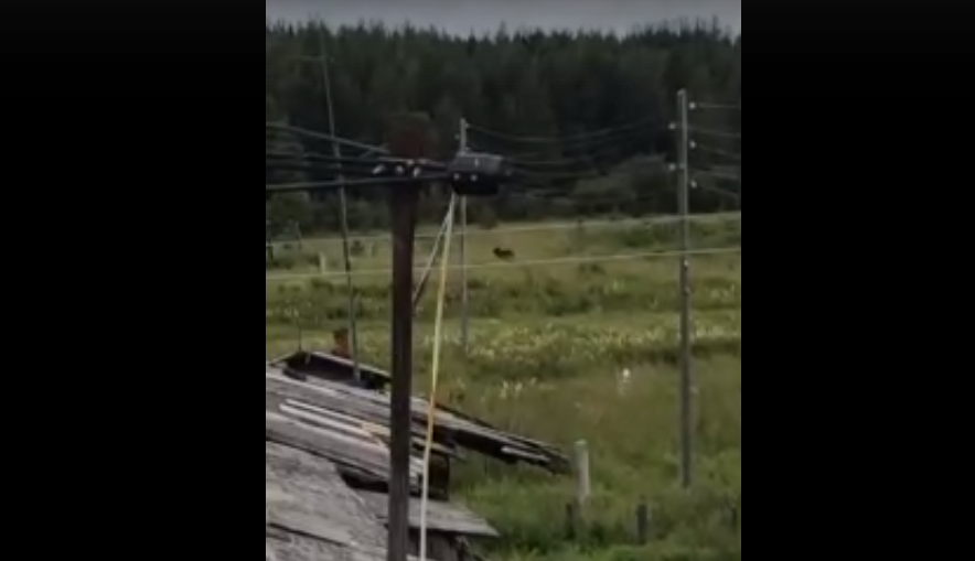 «Жителям пора выдавать ружья»: в Коми по деревне бегает крупный медведь (видео)