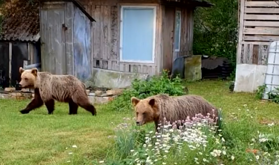 В леса Коми выпустят медведя, который сбежал из России в Эстонию (видео)