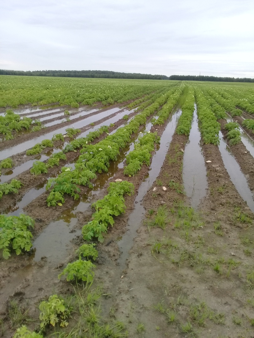 В Сыктывкаре затопило поля совхоза: поднимутся ли цены на картофель