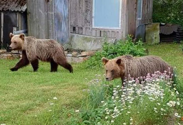 Сыктывкарцы о медведе, которого отправят из Эстонии в Коми: «Привезите волков ещё!»