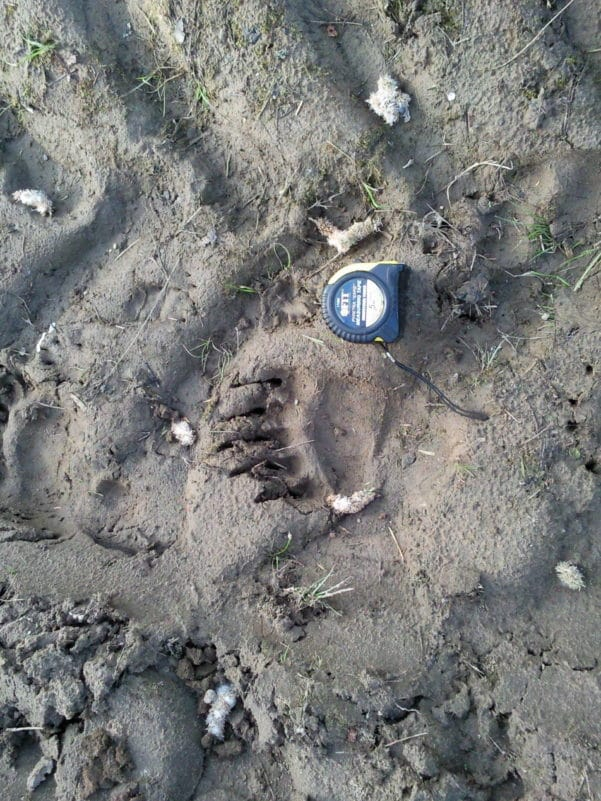 В селе Коми нашли свежие следы крупного медведя (фото)