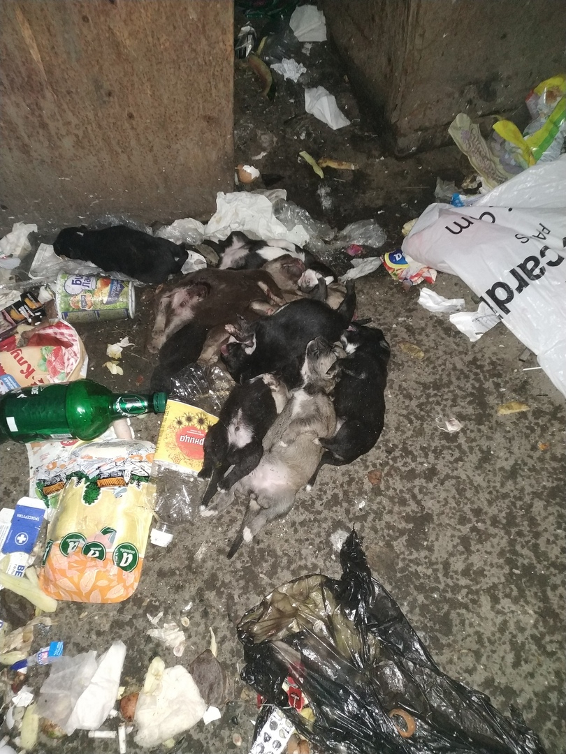 В Коми неизвестные выбросили на помойку кучу мертвых щенков (фото)