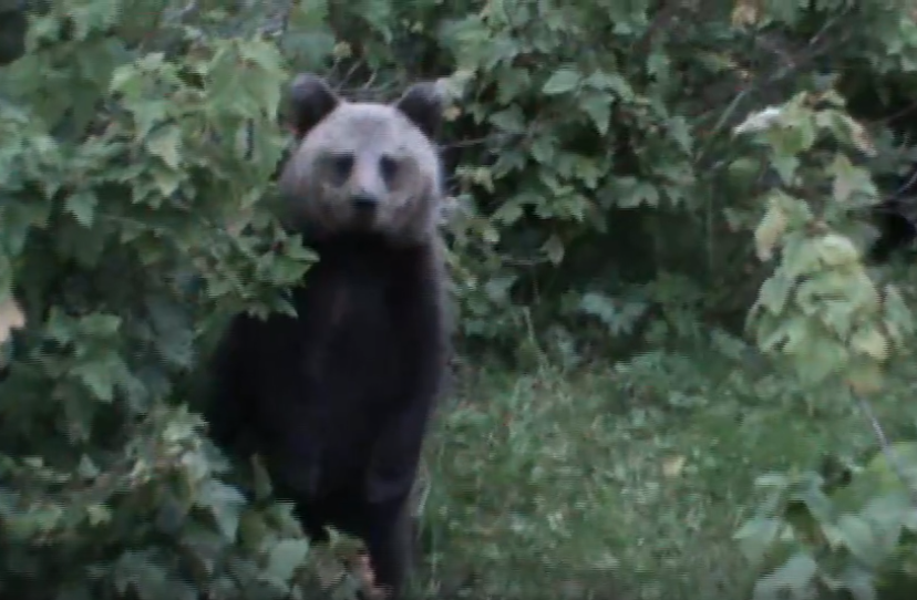 В Коми медвежата влезли прямо на дачный участок (видео)