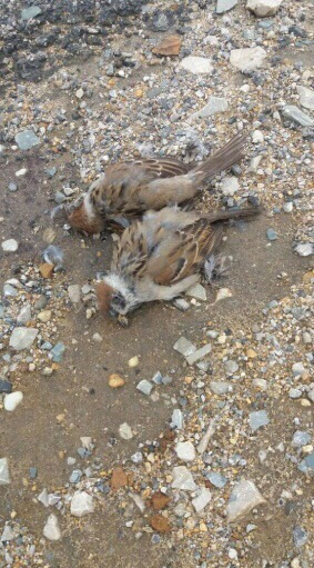 Новость о мертвых птицах в Коми оказалась вирусным фейком