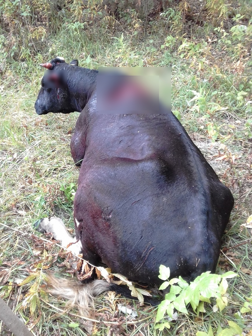 В селе Коми, где медведь задрал корову, просят убить зверя