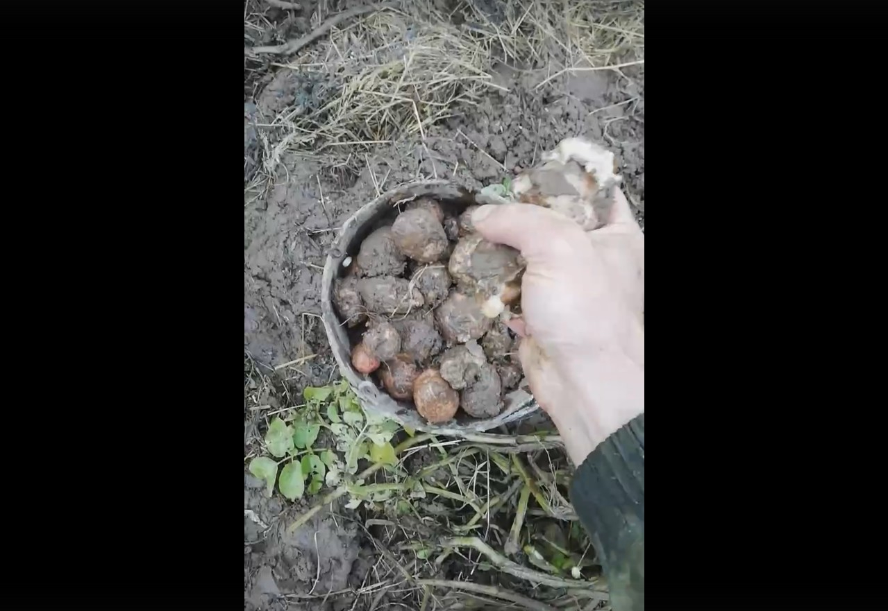 «Никогда такого не было»: вместо картофеля сыктывкарцы собрали гниль (видео)
