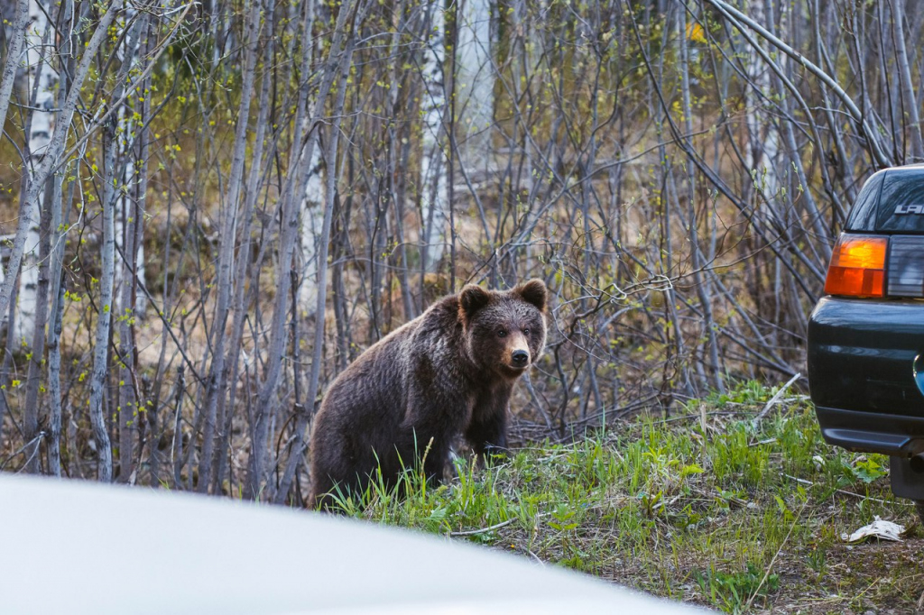 Ученые просят жителей Коми рассказать истории о встречах с медведями