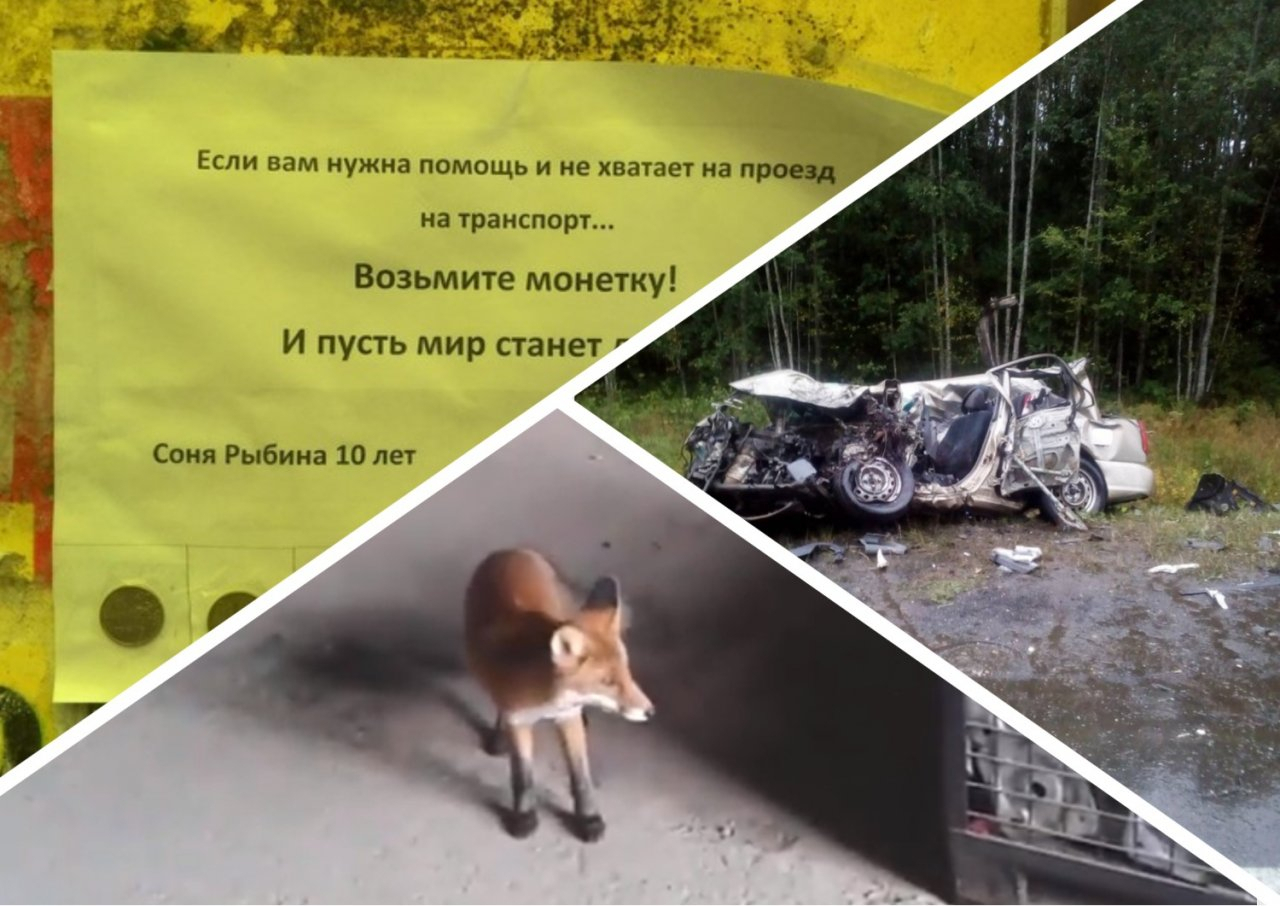 Итоги недели в Коми: смертельные аварии, хищники в городе и добрые инициативы детей