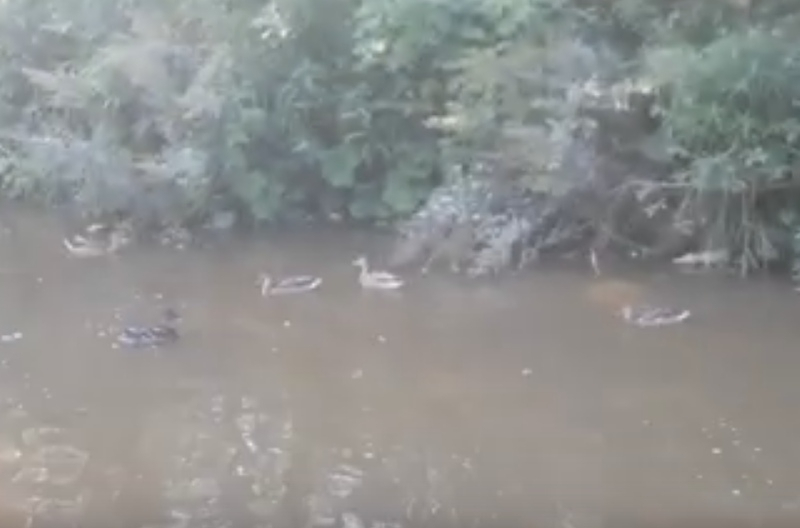 Сыктывкарец, который подружился с лисой, встретил стаю диких уток (видео)