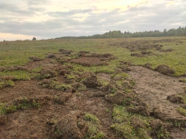 В одной из деревень Коми медведи перерыли поля (фото)