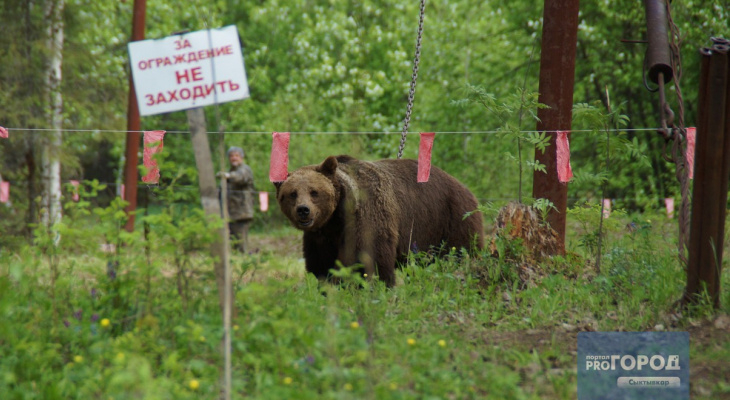 В одном из поселков Коми людям запретили гулять по улицам из-за медведей