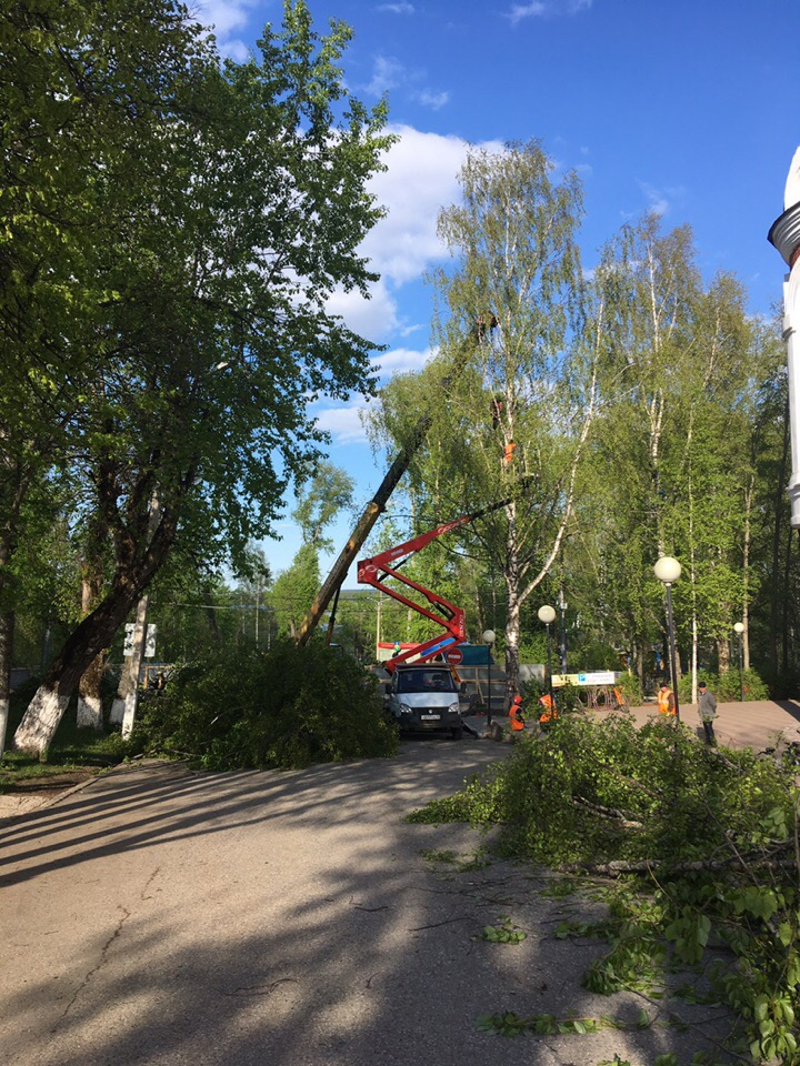 В Сыктывкаре на вырубку 38 деревьев потратят полмиллиона рублей