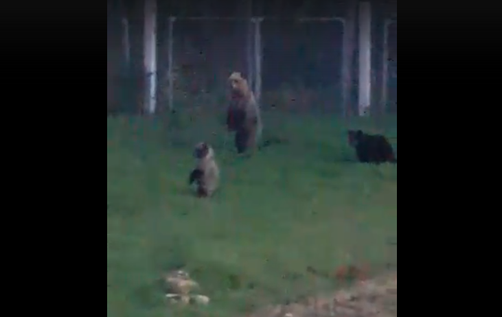 В Коми огромная медведица выгуливала детенышей прямо в поселке (видео)