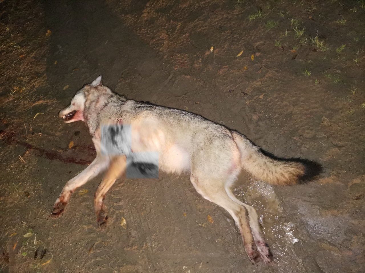 В Коми застрелили полутораметровую волчицу (фото)