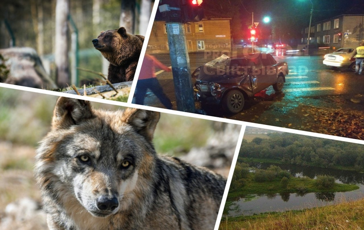 Итоги недели в Коми: Медведь-могильщик, голливудская погоня и финал трагедии в Едве