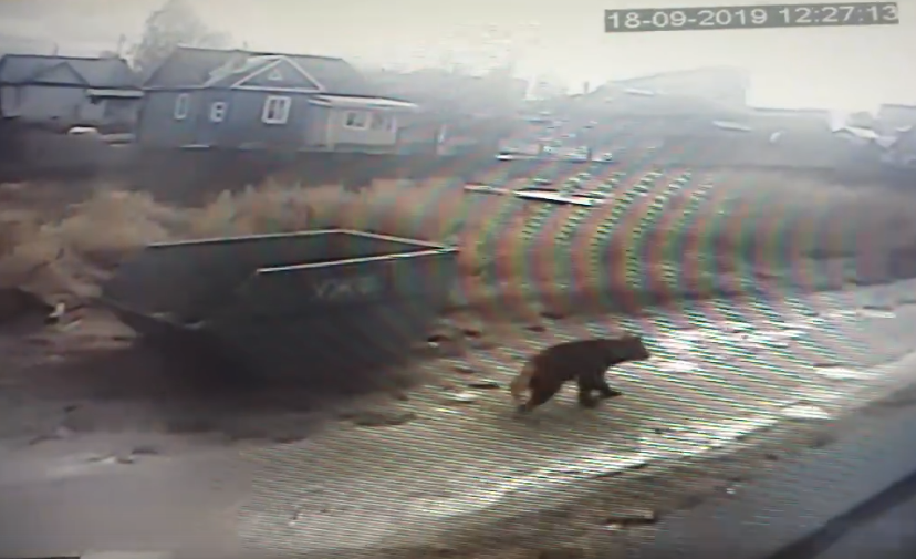 По улицам Сыктывкара пронесся медведь: люди в панике прятались по домам (видео)