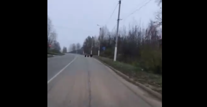 В поселок Коми наведалась огромная медведица с двумя детенышами (видео)