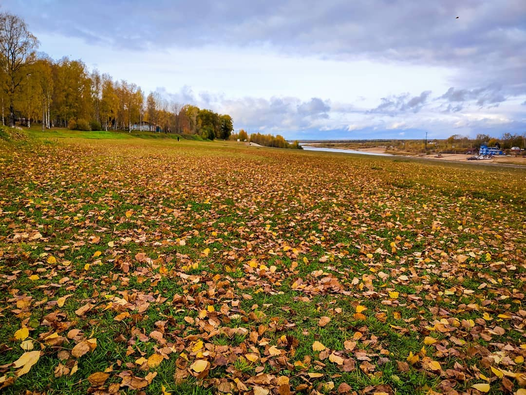 Фото дня в Сыктывкаре: тысячи золотых листьев на городской набережной