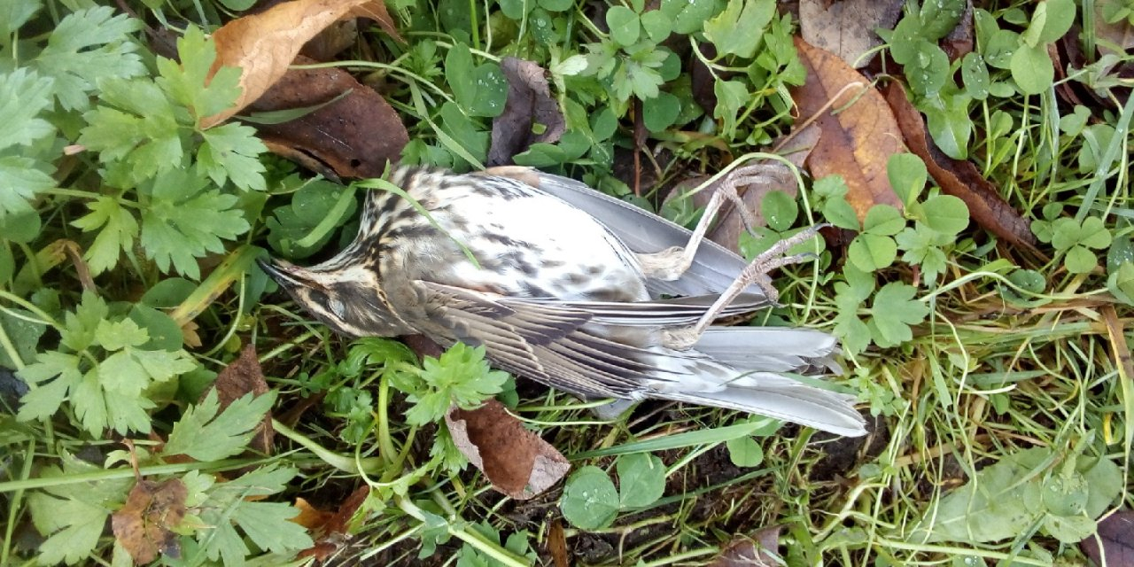 Фото дня: сыктывкарку напугали мертвые птицы на балконе