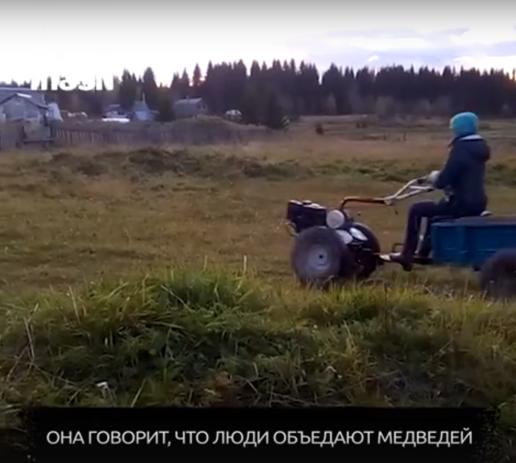 Над активисткой из Коми смеется вся Россия: девушка придумала кормушки для медведей
