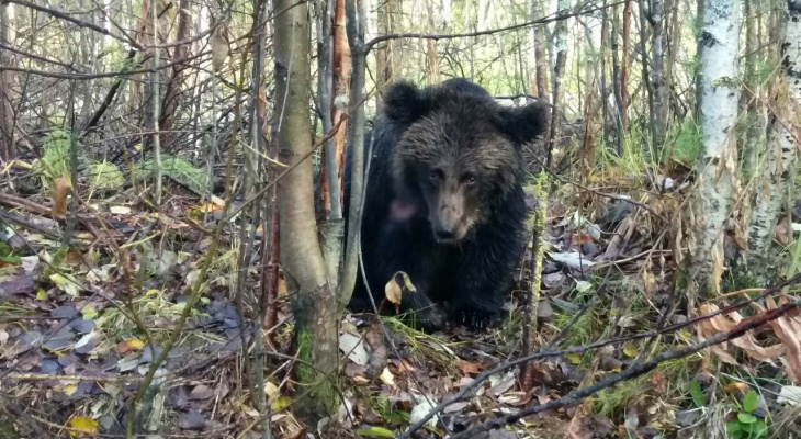 Жители Коми просят власти наказать убийц раненого медвежонка