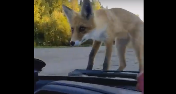 В Коми наглая лиса запрыгнула на авто и уставилась на водителя (видео)