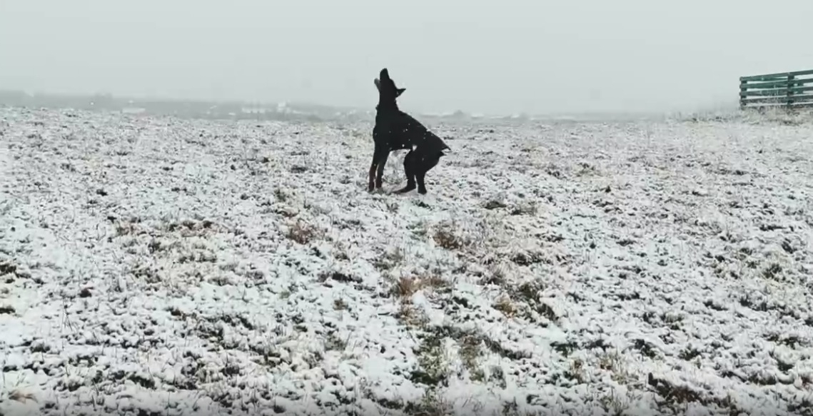 Девушка из Коми сняла ролик о своей собаке, которая искренне радуется первому снегу (видео)