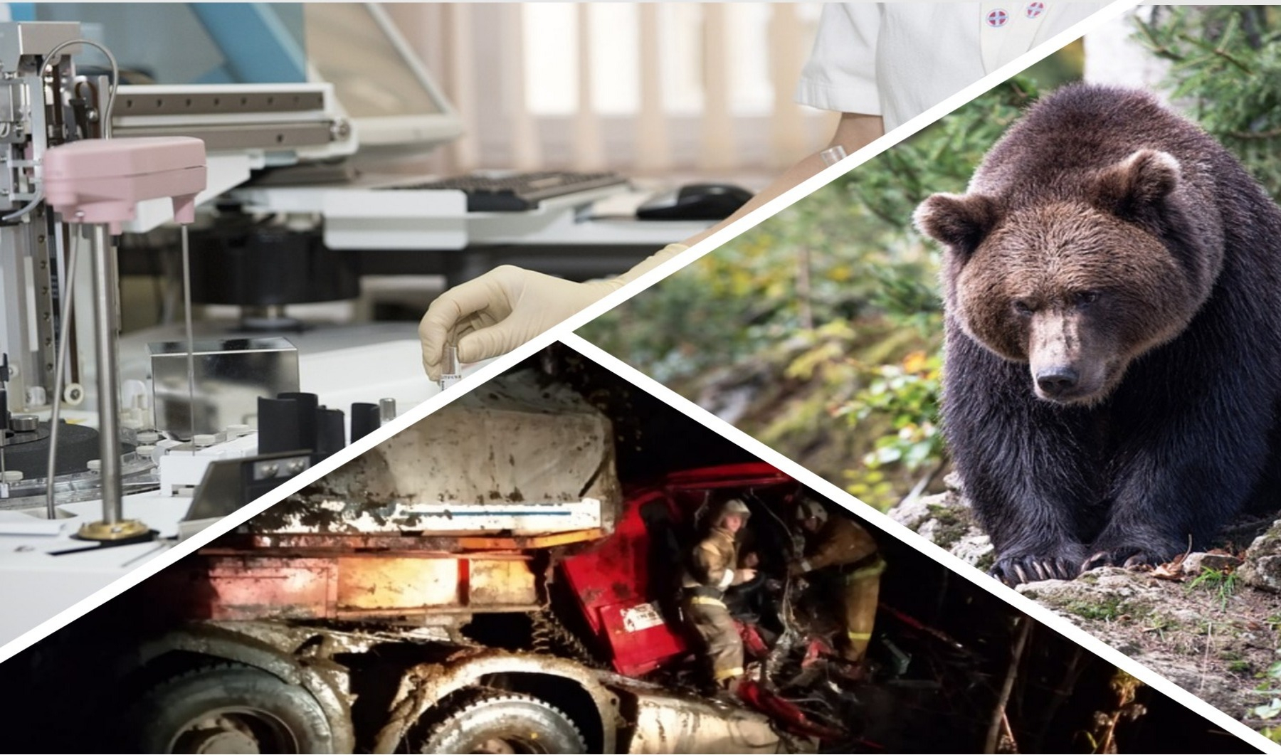 Итоги недели в Коми: медведь-собакоубийца, признаки рака и страшное ДТП