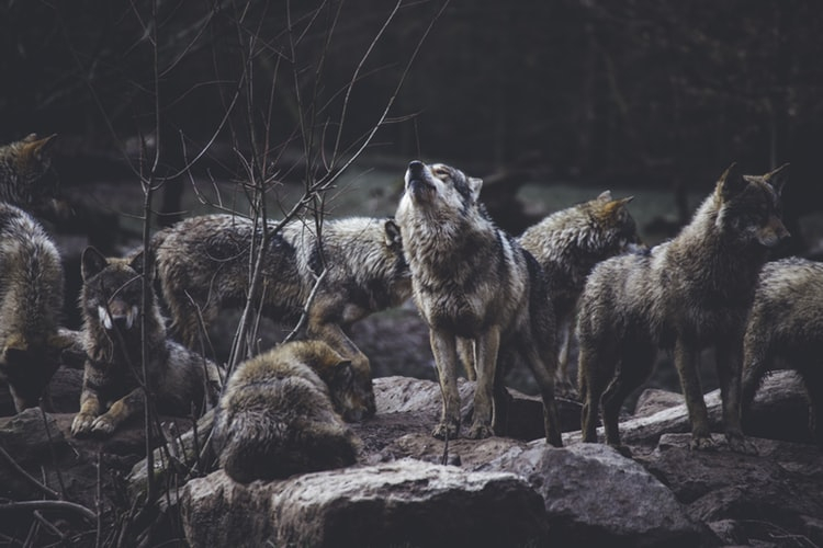 Ночью в Сыктывкаре волки жестоко растерзали собаку (фото 16+)