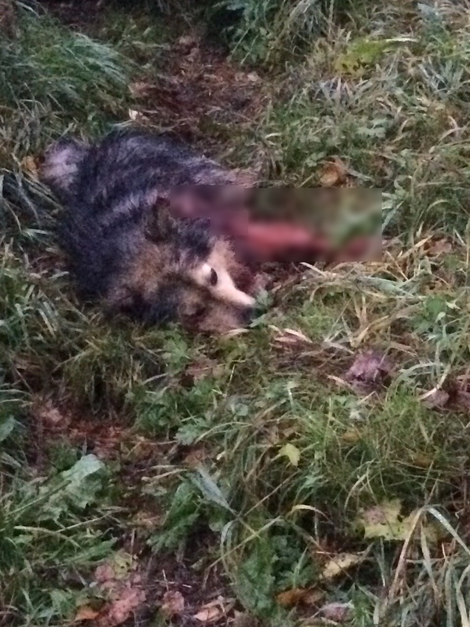 «Окровавленная собака бегала по всему селу»: в Коми мужчина зверски убил пса (видео)